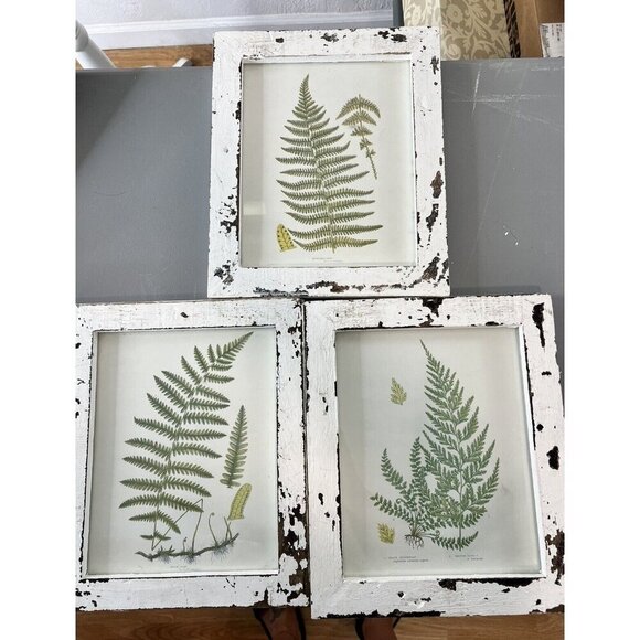 Set Of Shabby Chic Framed Fern Drawings Wood Distressed Vtg Frames Set 3 - Picture 1 of 9